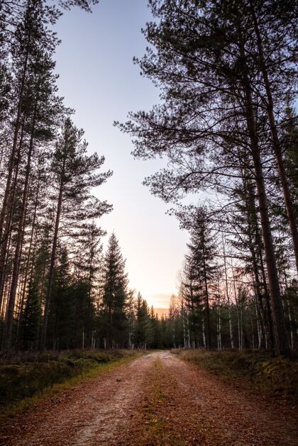风景垂直拍摄的一个空路径在森林与高大的树木在日落路日落秋天
