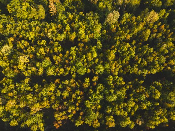 土地德国白天阳光下森林的空中拍摄-完美的自然概念场景植物木材