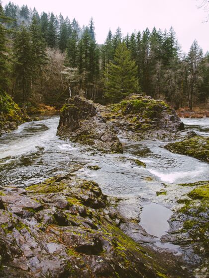风景一条河的垂直镜头 在白天被覆盖着苔藓的树木和岩石包围树叶和平美丽