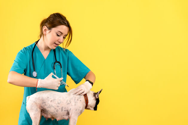 疾病女兽医在黄色墙上给小狗注射的正面图诊所动物肖像