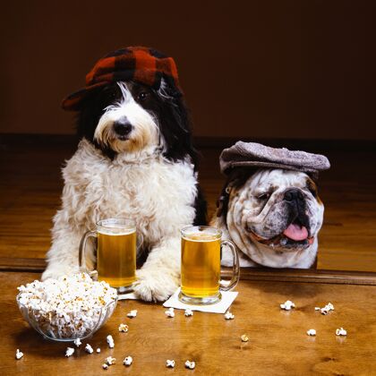 狗两条狗戴着帽子 桌上放着一杯啤酒和一碗爆米花的美丽照片国内狗可爱