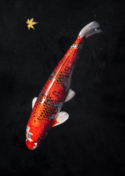 海底顶视图彩色锦鲤鱼海洋鱼海洋水下