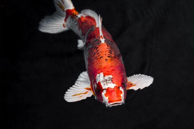 鲤鱼锦鲤顶视图彩色锦鲤鱼水下海洋鱼海洋