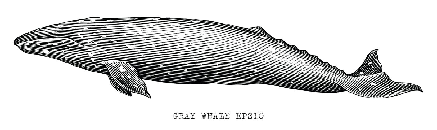 海洋灰鲸手绘插图复古雕刻风格黑白剪贴画白色大线条鲸鱼