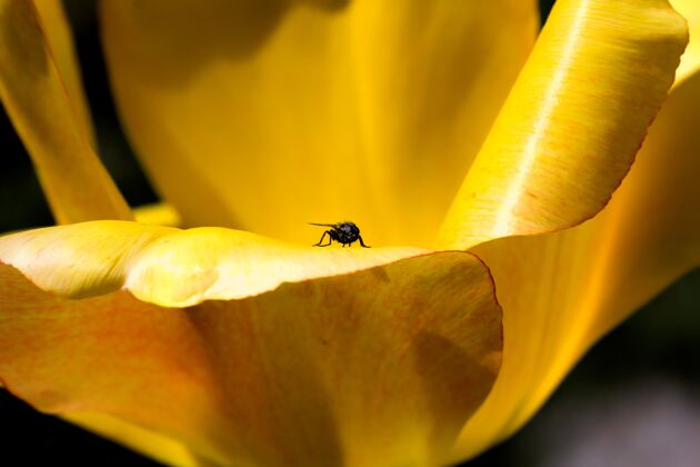 坐坐在黄色花瓣上飞翔自然开花花