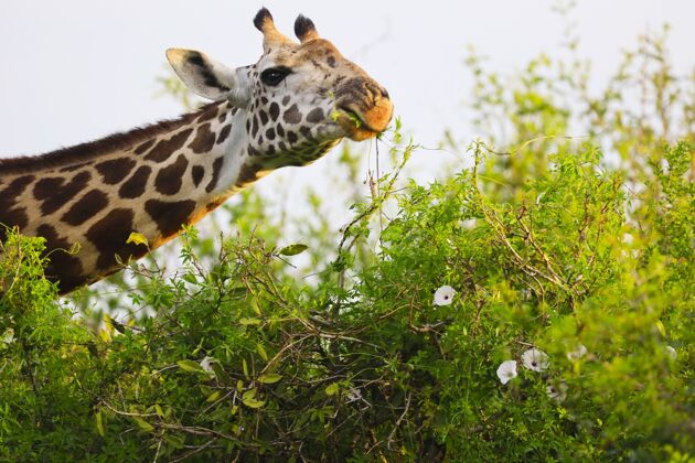 国家公园可爱的马萨长颈鹿在察沃东部国家公园 肯尼亚 非洲野生动物非洲东部