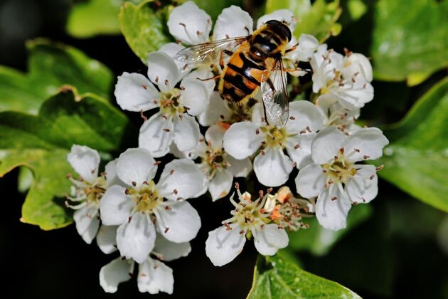 露台一只蜜蜂坐在荷兰里杰森镇附近田野里的一朵白花上的特写镜头田野芽植物