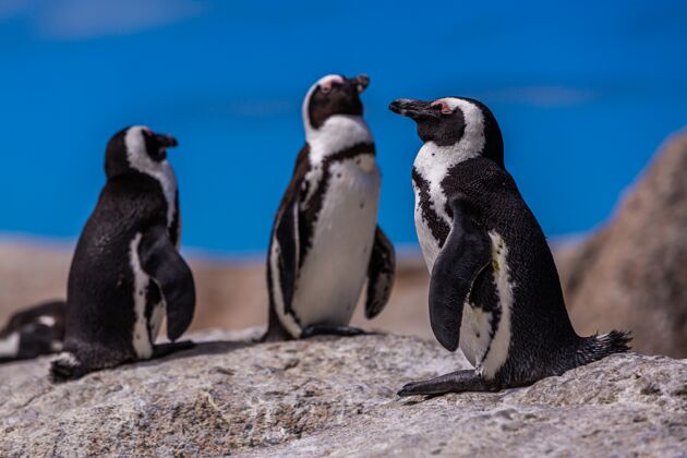 好特写镜头选择性聚焦可爱的企鹅挂在好望角 开普敦城市水南非