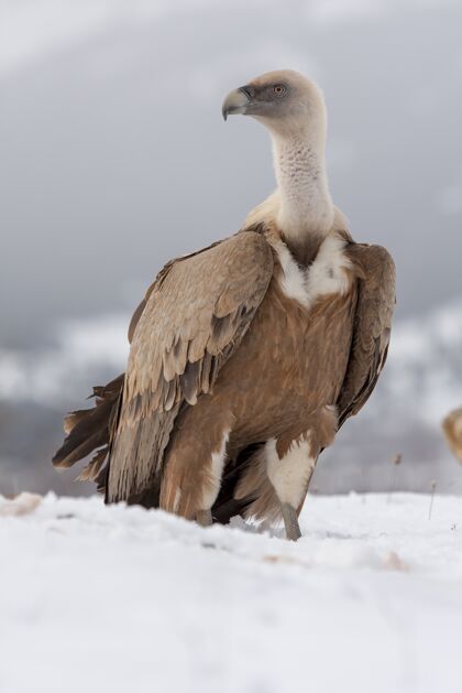 雄伟一只雄伟的秃鹰在白雪覆盖的地面上垂直选择性聚焦拍摄冷猎鹰野生动物