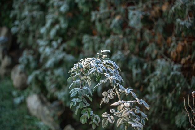 大自然森林里一个寒冷的早晨 野生植物的枝条植物野生冬天