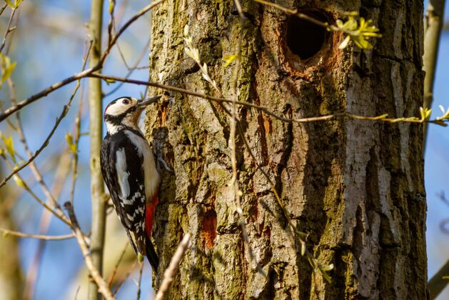 雌性树上啄木鸟的特写镜头鸟类黑色主要