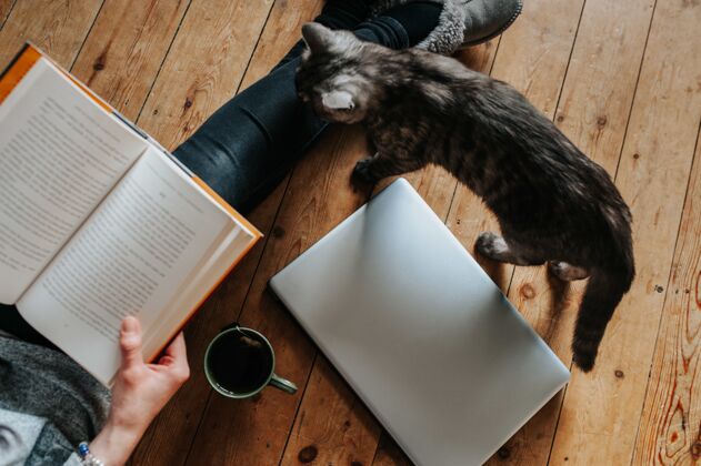 大学头顶拍到一只毛茸茸的猫 雌猫在看书 笔记本电脑和地上的一杯茶在线交流信息男性