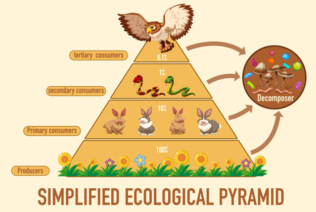 动物科学简化了生态金字塔消费者艺术科学