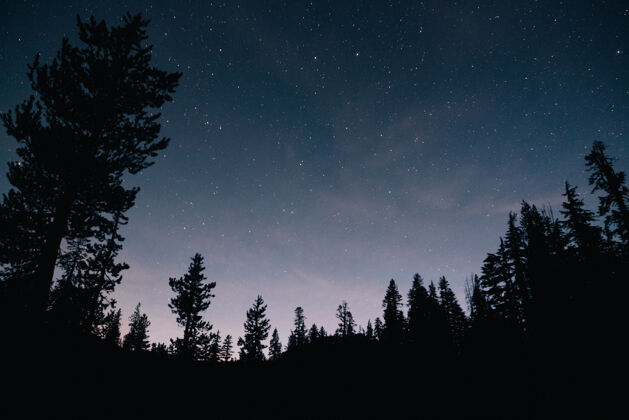 环境夜晚的森林和星空宇宙树干木头
