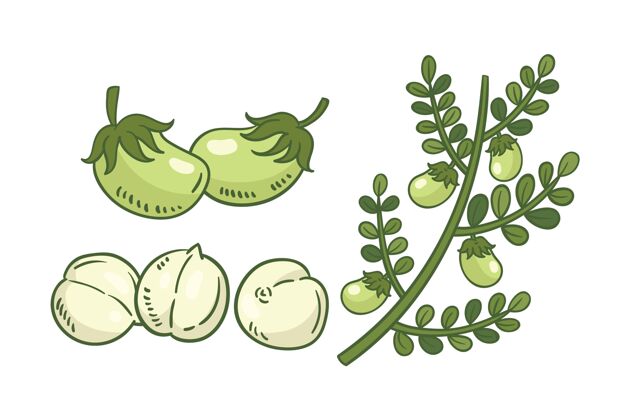 插图手工画鹰嘴豆和植物食品美味美味