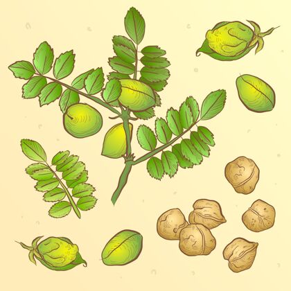 豆类绘有营养鹰嘴豆和植物插图饮食食用食用