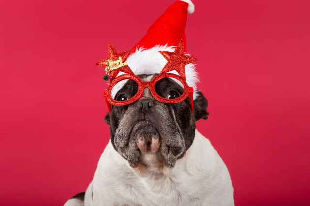 可爱法国斗牛犬 戴着圣诞帽 戴着一副滑稽的太阳镜节日宠物戏剧性