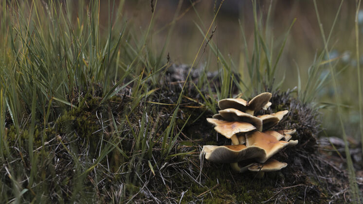 香菇地上蘑菇的特写镜头森林特写水平