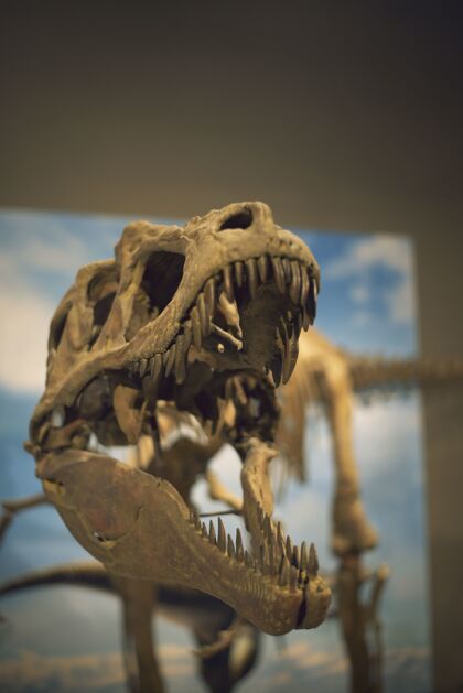 生物在博物馆里拍摄的恐龙骨骼的垂直选择性聚焦镜头大恐怖强大