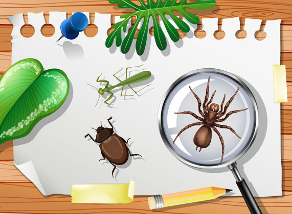 关闭桌子上有许多不同的昆虫 请靠近蜘蛛生活插图