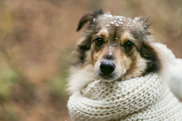 可爱可爱的狗在外面的复制空间动物季节假日