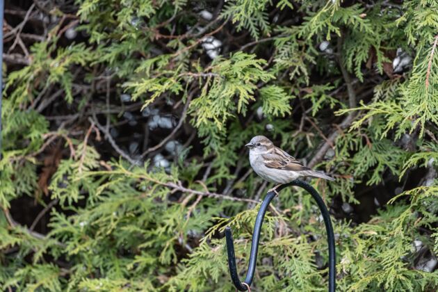 羽毛选择性聚焦拍摄一只栖息在树枝上的麻雀坐着绿色棕色