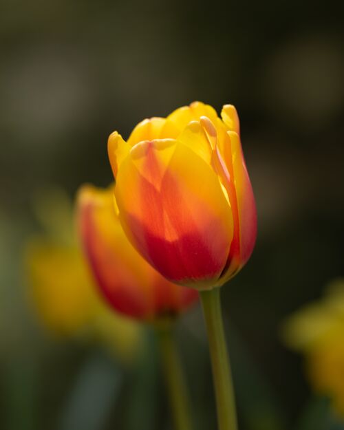 自然五颜六色的郁金香花在田野里自然光太阳