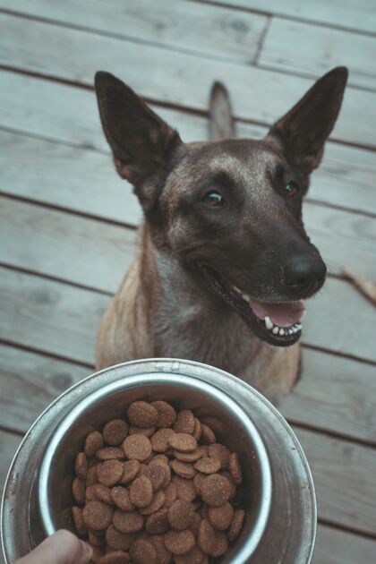 年轻垂直拍摄的一只台湾狗狗开心地吃着他美味的饭菜宠物棕色迷你