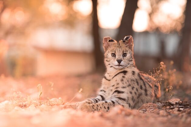 野生一只野猫竖着耳朵躺在地上的特写镜头丛林荒野非洲