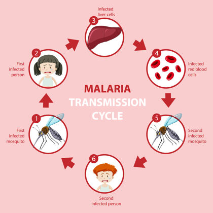 蚊子疟疾传播周期和症状信息图病人空白保护