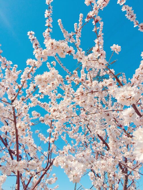 花瓣垂直特写镜头美丽的樱花对蓝天自然新鲜花