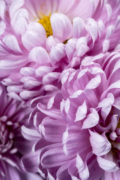 环境紫色花瓣详细特写植物植物季节