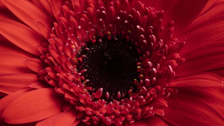 环境特写美丽的红花宏观开花花