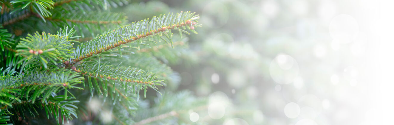 冰圣诞背景是雪白的树枝针叶森林自然