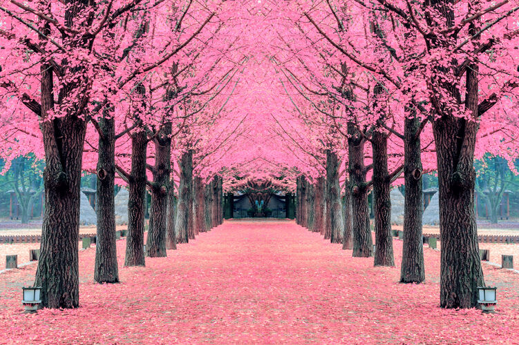 春天粉红色的树 在韩国的纳米岛多彩浪漫终点
