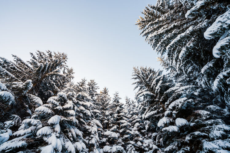 雪高大茂密的老云杉树生长在一个多云的冬季雾天在山上的雪坡冬季森林和保护区的美丽的概念季节云杉背景