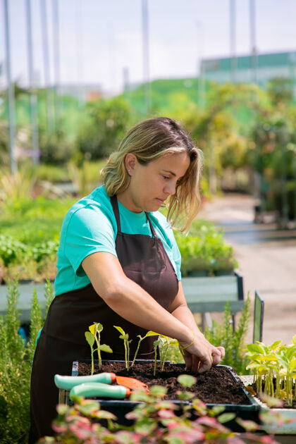 老年专注于女性专业园丁种植芽苗菜容器与土壤在温室里垂直拍摄园艺工作 植物学 栽培理念花园沉思花盆