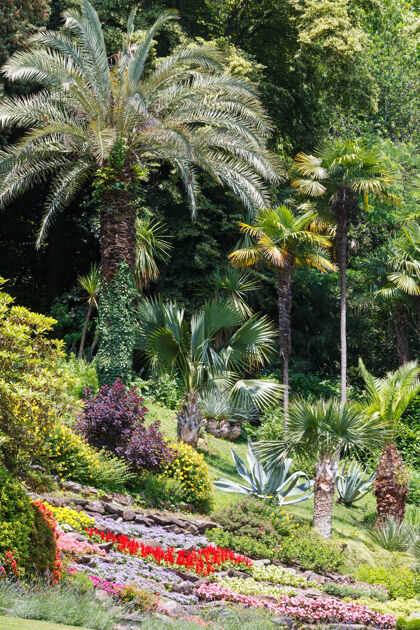 杂色盛开着五颜六色的花坛和棕榈树的夏日城市公园五颜六色装饰季节