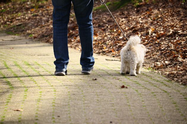 动物白天阳光下 一个男人带着他的白狗在公园里散步白天人朋友