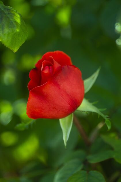 春天特写红色玫瑰自然花垂直
