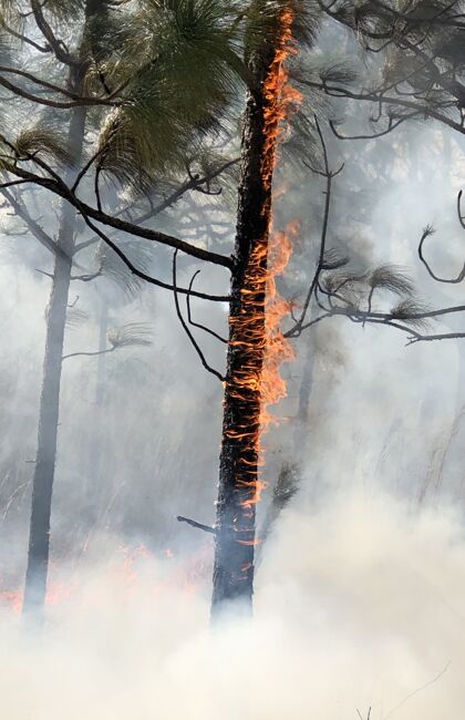 破坏在浓烟笼罩的森林里燃烧树木的垂直图片气候热燃料