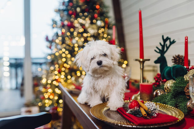 西部装饰圣诞桌上的白色小猎犬小狗小松树