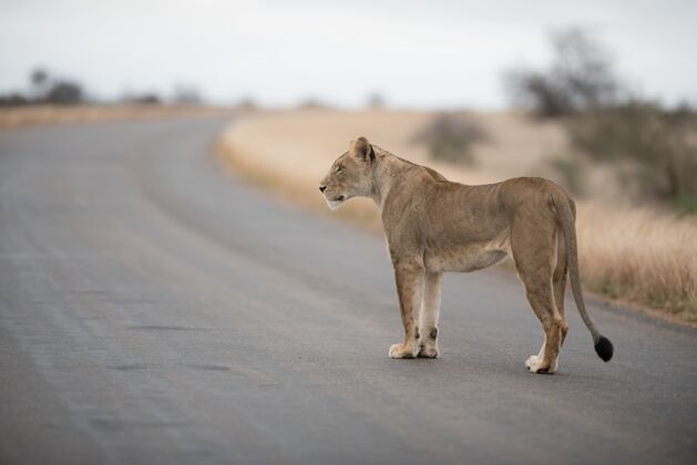 公路女狮子走在路上野生动物园荒野捕食者