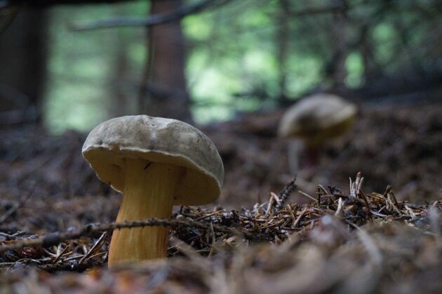 蔬菜森林里蘑菇的特写镜头 模糊的空间季节木材苔藓