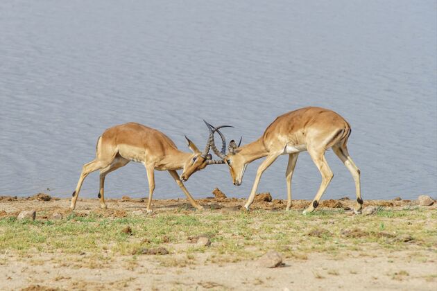 羚羊白天在湖边打仗的羚羊动物非洲食草动物