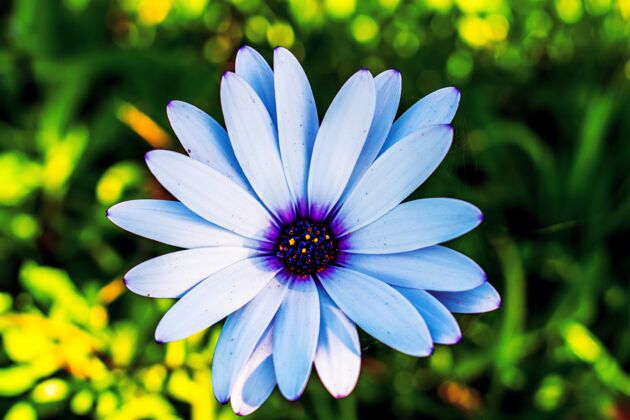 头部选择性聚焦拍摄的蓝色非洲雏菊花花卉水平雏菊