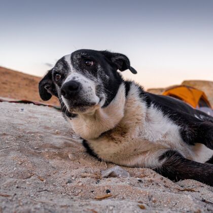 可爱选择性聚焦拍摄了一只躺在沙滩上的悲伤的狗 空间里有一个橙色的帐篷悲伤沙子自然