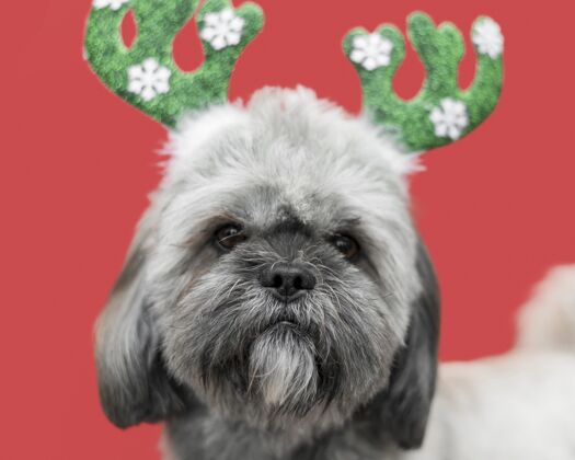 美丽可爱的圣诞概念狗的正面图可爱家养动物特写