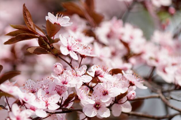 樱桃樱花开在树上日本樱花花园