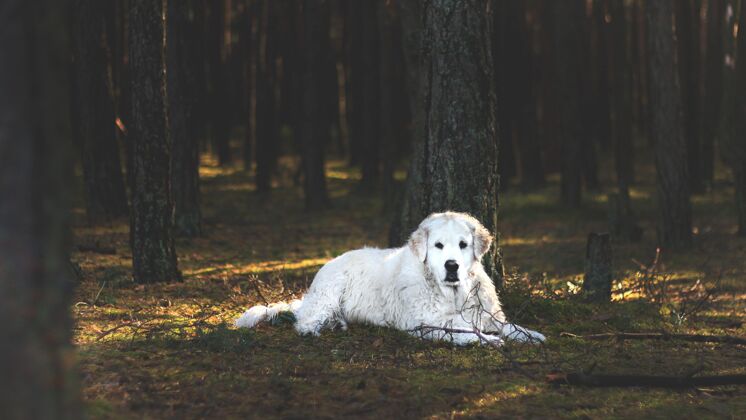 绿色白色的库瓦兹狗躺在树后的森林地板上树宠物肖像